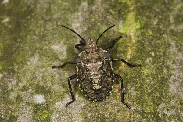 Orman Böcek Pentatoma Rufipes Larvaları Yakın Çekim — Stok fotoğraf