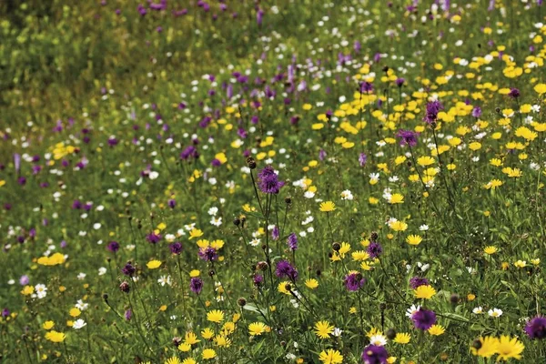 Wild flowers meadow in summer