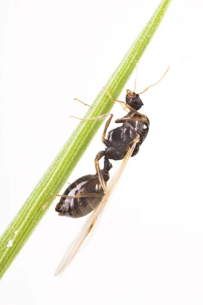 Ameisenarten Myrmicinae Auf Gras Isoliert Auf Weißem Hintergrund — Stockfoto