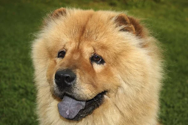 Chow Chow Dog Portrét — Stock fotografie