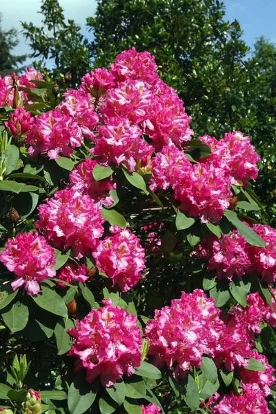 Kukkivat Rhododendron Hybridi Ida Rubinstein Kukkia Rhododendron Lajike Ida Rubinstein — kuvapankkivalokuva