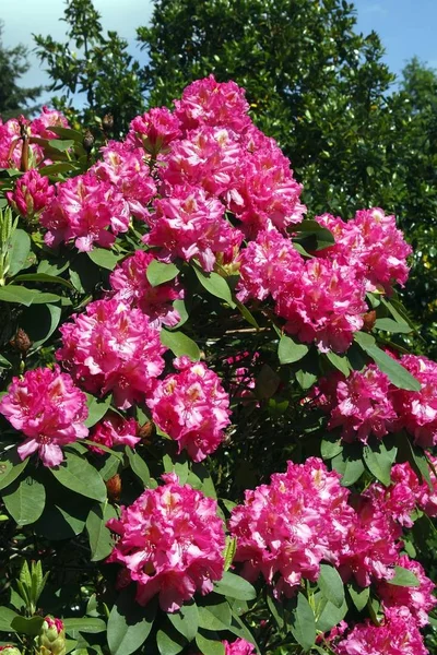 Floreciente Rhododendron Híbrido Ida Rubinstein Flores Rhododendron Cultivar Ida Rubinstein —  Fotos de Stock