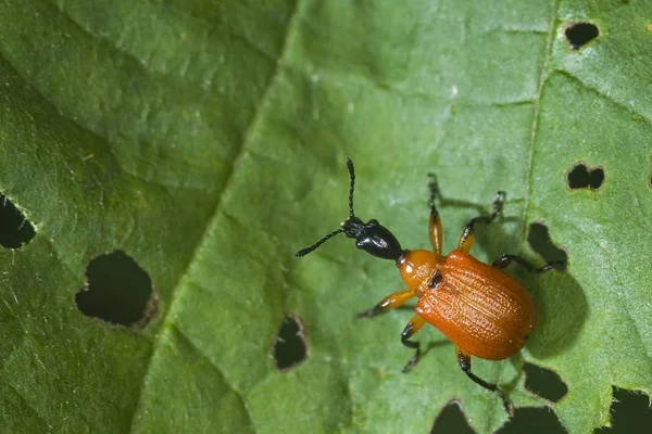 Hazel Leaf roller bug, Apoderus coryli
