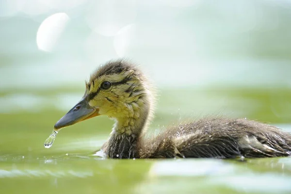 Pequeño ánade real patito — Foto de Stock