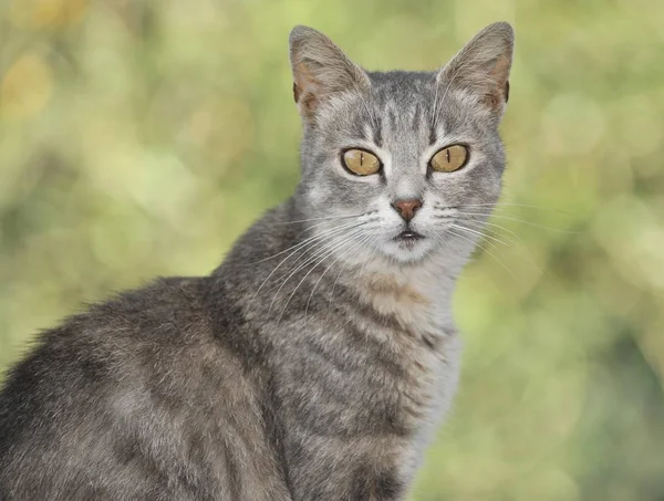 Retrato Gato Joven Gris — Foto de Stock