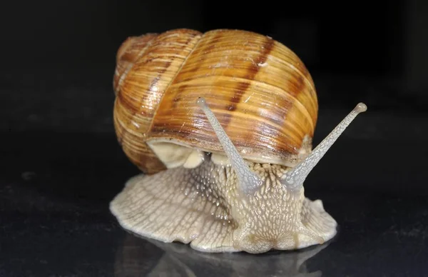 Burgundy Roman Edible Snail Helix Pomatia — Stock Photo, Image