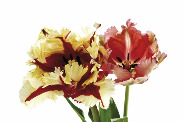 Loro Tulipanes Primer Plano Fauna Fondo Blanco —  Fotos de Stock