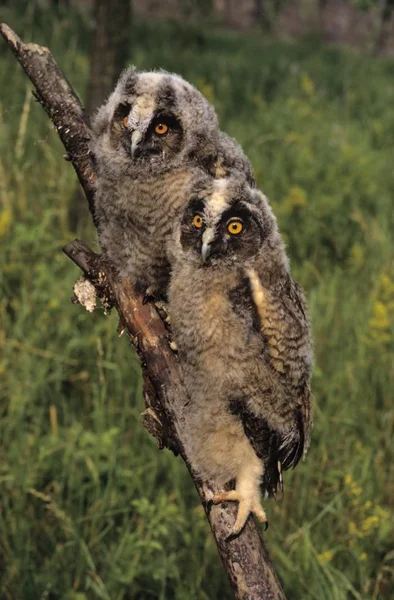 Long Eared Owl Asio Otus Birds — Stock Photo, Image