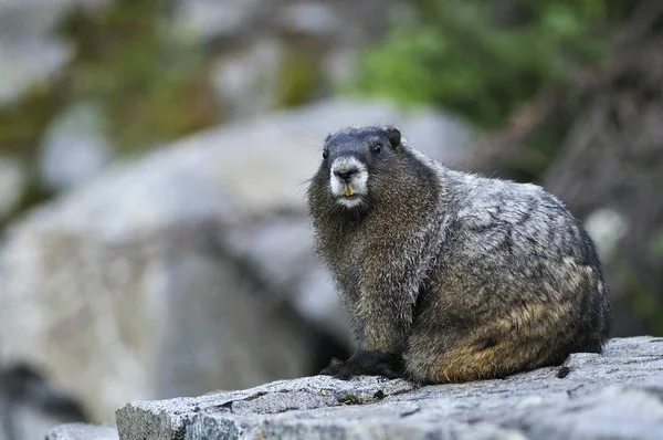 Marmot Vientre Amarillo Marmota Flaviventris Una Roca Parque Nacional Mount —  Fotos de Stock