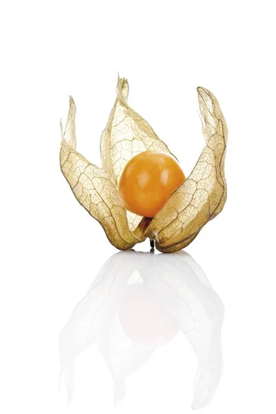 Groundcherry Grond Cherry Physalis — Stockfoto