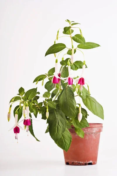 Vackra Blommor Fuchsia Blommor Kruka — Stockfoto