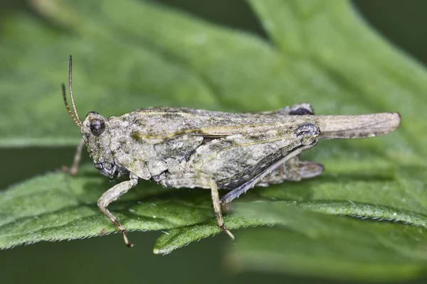 Primer Plano Slender Groundhopper Tetrix Subulata —  Fotos de Stock