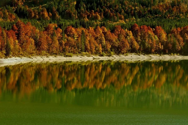 Höstlig Skog Sylvensteinsee Bayern Tyskland Europa — Stockfoto