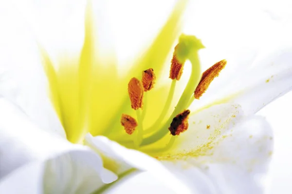 Lírio Branco Flor Flores Lilium — Fotografia de Stock