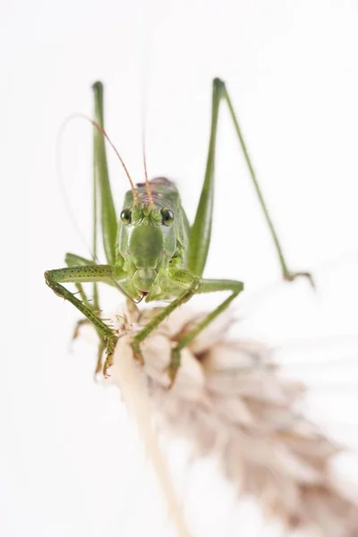 크리켓 Tettigonia Viridissima — 스톡 사진