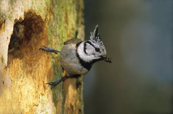 Crested Tit Parus Cristatus Next Old Woodpecker Hole — Φωτογραφία Αρχείου