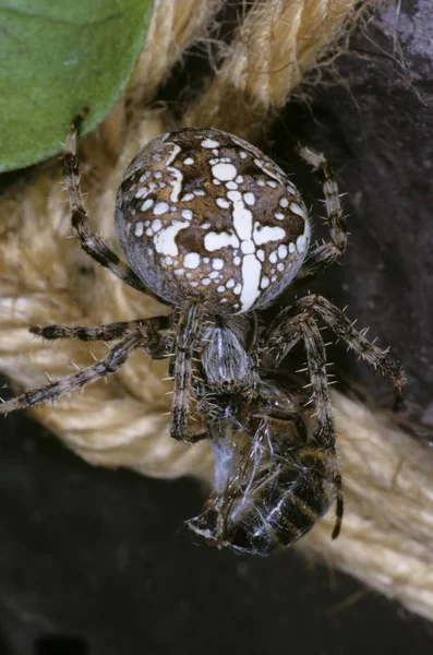Cross Spider Araneus Diadematus Con Abeja Melífera Como Presa — Foto de Stock