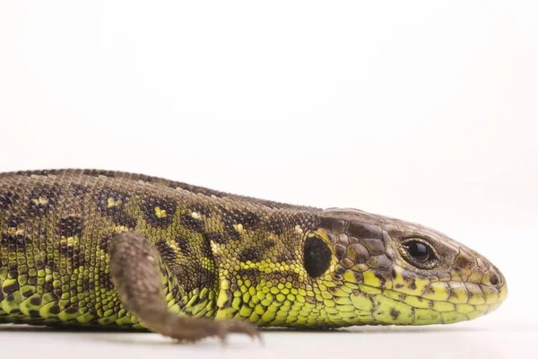 Kobiece Sand Lizard Lacerta Agilis — Zdjęcie stockowe