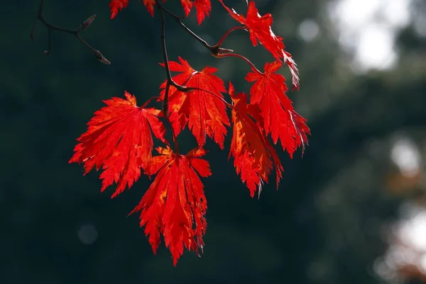 red Japanese Maple leaves on tree, Acer japonicum cultivar Aconitifolium