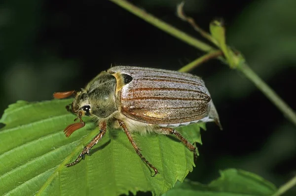 Cockchafer Può Insetto Melolontha Melolontha — Foto Stock