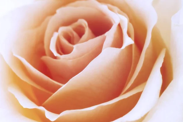 Primer Plano Color Salmón Floribunda Rosa —  Fotos de Stock