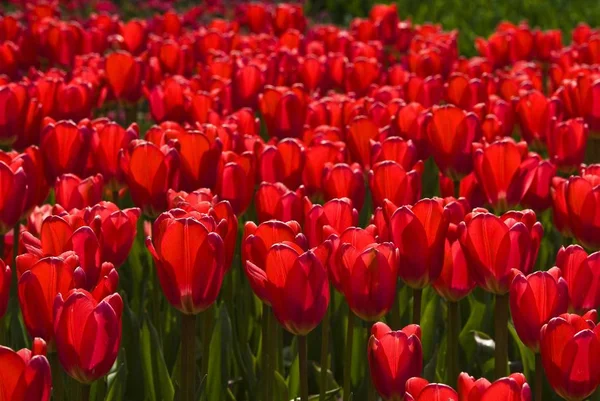 Campo de tulipas vermelhas, Keukenhof — Fotografia de Stock