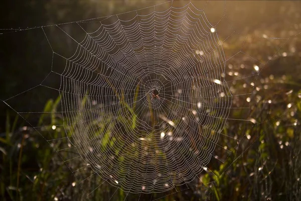 Aranha Uma Teia Aranha Amanhecer — Fotografia de Stock