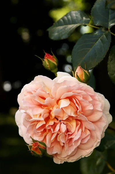 Rosa Rosa Flor Botões Othenstorf Mecklemburgo Pomerânia Ocidental Alemanha Europa — Fotografia de Stock