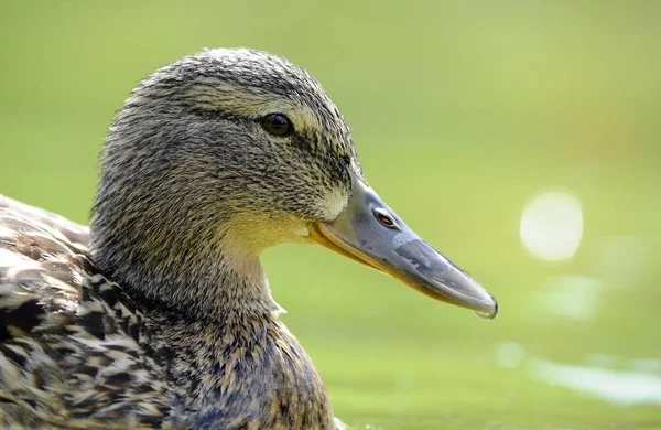 Mallard duck vogel — Stockfoto