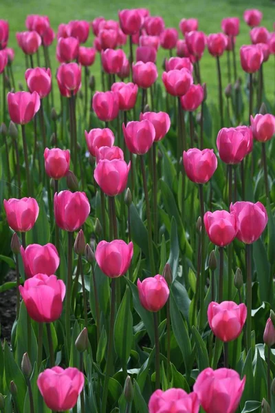 Roze Paarse Bloemen Van Tulpen Tulipa — Stockfoto