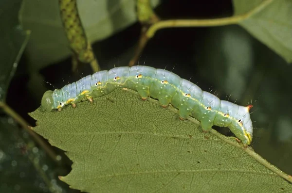 Крупным Планом Coxcomb Prominent Caterpillar Ptilodon Capucina — стоковое фото