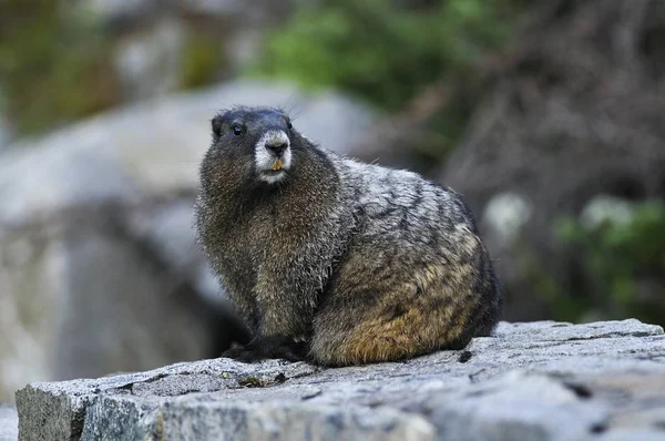 ロック マウント レーニエ国立公園 ワシントン州 アメリカ 北アメリカの臆病マーモット Marmota Flaviventris — ストック写真