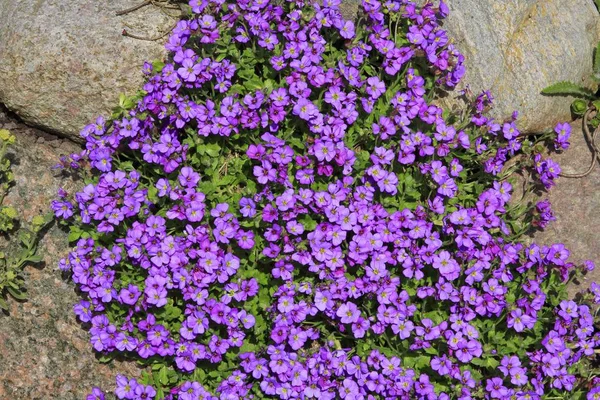 Stor Blommig Aubrieta Rock Cress Eller Rockcress Aubrieta Cultorum Blommande — Stockfoto