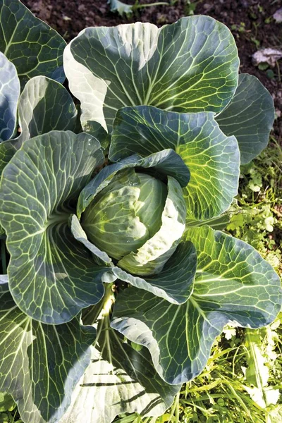 White Cabbage Brassica Oleracea Var Capitata Alba Bed — Stock Photo, Image