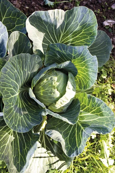 Белая Капуста Brassica Oleracea Var Capitata Alba Bed — стоковое фото