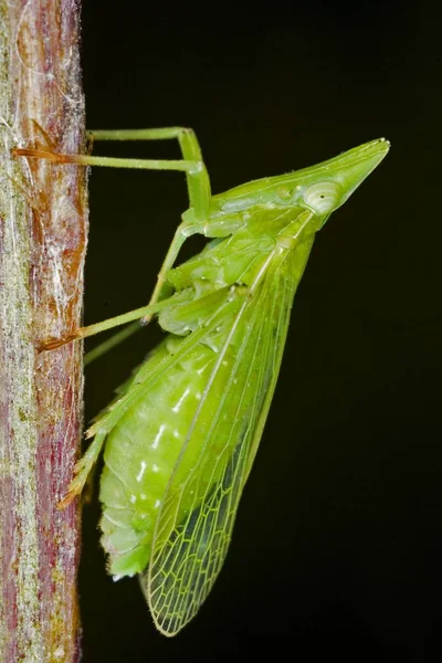 Avrupa Fener Sineği Dictyophora Europaea Yakın Çekim — Stok fotoğraf