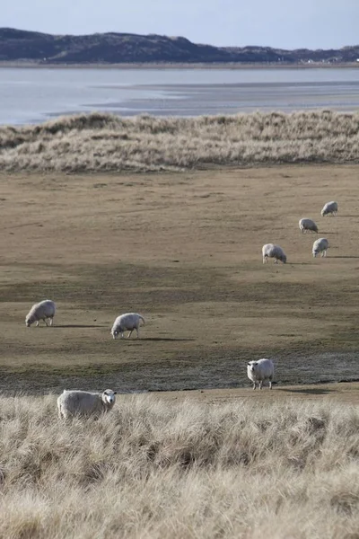 Sheep Dunes Nationalpark Koenigshafen Westellenbogen Sylt Island North Frisia Schleswig — Stock Photo, Image