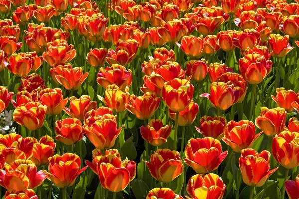 Tulipani Gialli Rossi Nel Prato — Foto Stock