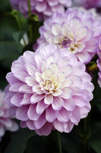 68 Dahlia Hybrida Stock Photos Images Download Dahlia Hybrida Pictures On Depositphotos