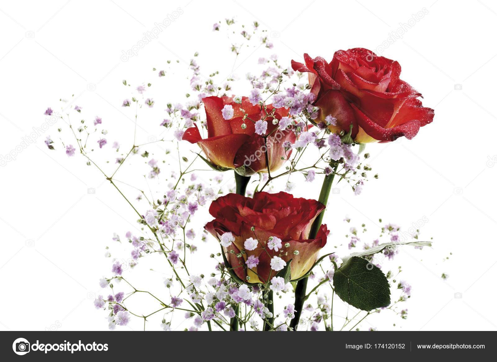 Red Roses Baby Breath White Background — Stock Photo