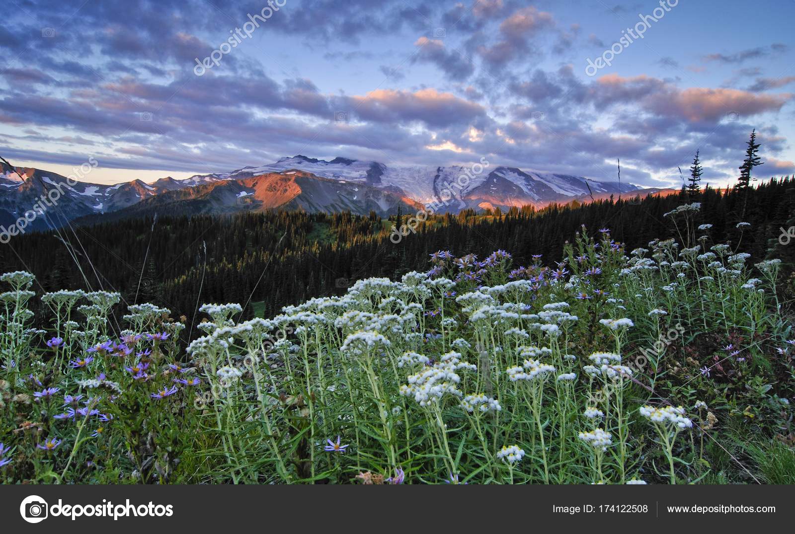 Mount Rainier Field Flowers Sunrise Rainier National Park Washington Usa Stock Photo Image By C Imagebrokermicrostock