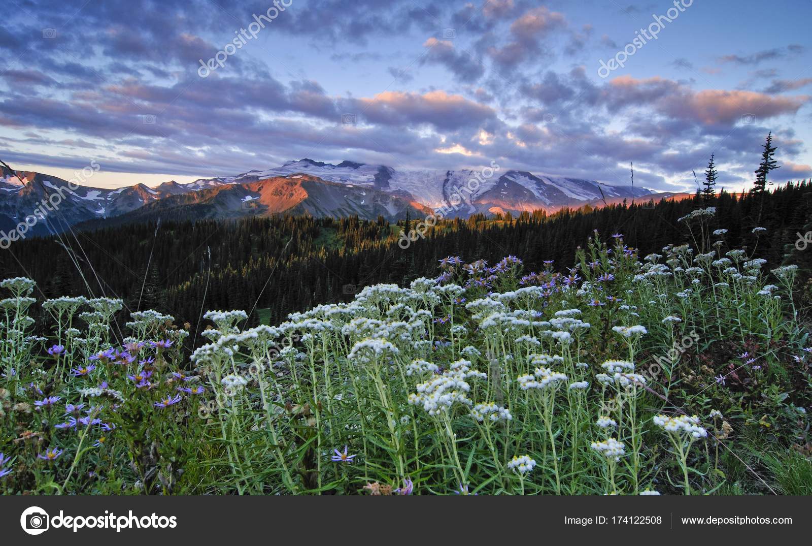 Mount Rainier Field Flowers Sunrise Rainier National Park Washington Usa Stock Photo Image By C Imagebrokermicrostock Mount Rainier Field Flowers Sunrise Rainier National Park Washington Usa Stock Photo Image By C Imagebrokermicrostock