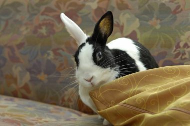 Dwarf Rabbit nibbling on a cushion on a sofa clipart