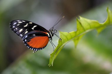Tiger Heliconian or Ismenius Tiger (Heliconius ismenius) on a leaf clipart