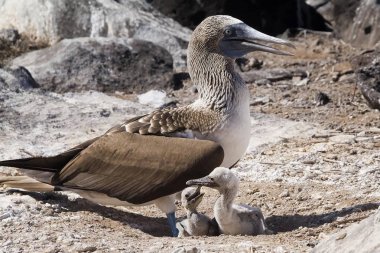Blue footed Boob, Sula nebouxii with chicks and an egg clipart