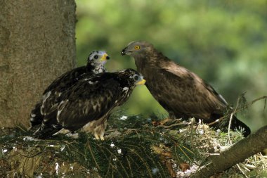 Male Honey Buzzard (Pernis apivorus) in its nest with two chicks clipart