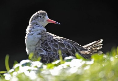 Ruff (Philomachus pugnax) bird clipart