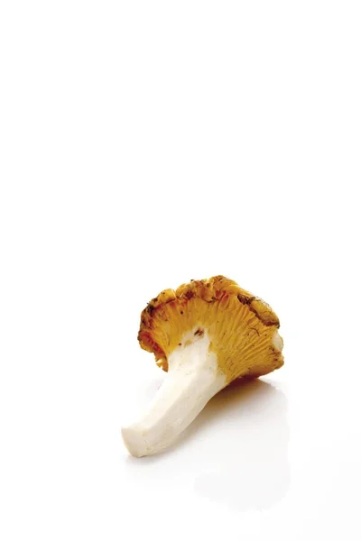 Pfifferling Pilz Isoliert Auf Weiß — Stockfoto