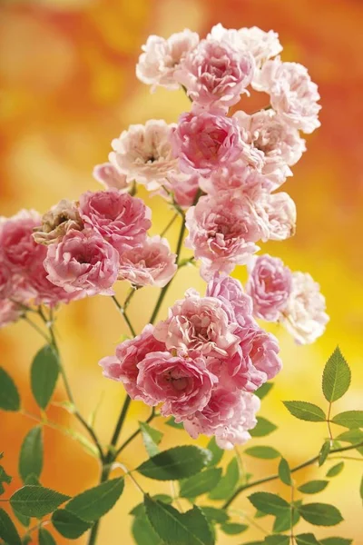 小さなピンクのバラの花 — ストック写真