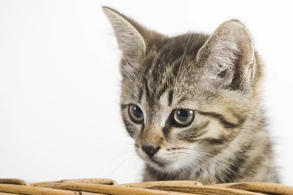 Gato Doméstico Sentado Cesta — Fotografia de Stock